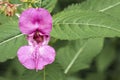 Himalyan Balsam, Impatiens glandulifera