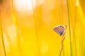 Summer closeup butterfly in sunset light. Bright landscape. Inspirational nature banner background.