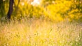 Summer closeup butterfly in sunset light. Bright landscape. Inspirational nature banner background.