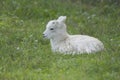 Summer Resting Dall Sheep Lamb Royalty Free Stock Photo