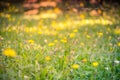 Summer closeup of yellow flowers and meadow. Bright landscape. Inspirational nature banner background.