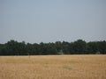 Summer field and forest