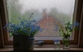 Summer cloudy rainy still life with flowers on the window. Forget-me-nots blue flowers on the window, raindrops on the window