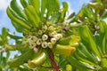 Summer Coastal Plant