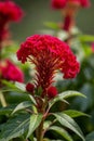 Close up of red cockscomb plant material,Generative AI Royalty Free Stock Photo