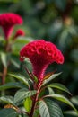 Close up of red cockscomb,Generative AI Royalty Free Stock Photo