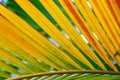 Summer coconut leaf background Royalty Free Stock Photo