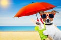 Summer cokctail dog Royalty Free Stock Photo