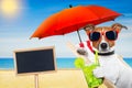 Summer cokctail dog Royalty Free Stock Photo