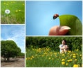 Summer collage Royalty Free Stock Photo