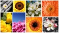 Summer collage Royalty Free Stock Photo