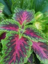 summer colleus Royalty Free Stock Photo