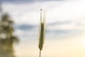 Summer color field after harvest of grain with golden sky in sunset evening Royalty Free Stock Photo