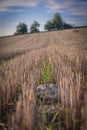 Summer color field after harvest of grain with stone in sunset evening Royalty Free Stock Photo