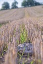 Summer color field after harvest of grain with stone in sunset evening Royalty Free Stock Photo