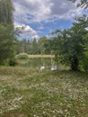 colorful daisies bloom on the shore of the reservoir and a couple of swans with cubs walk