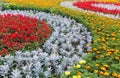 Summer colorful flowerbed. Background. Royalty Free Stock Photo