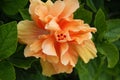 Orange hibiscus flower Bermuda Royalty Free Stock Photo