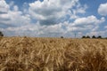 Wheat grains growing with blue cloudy sky in the background