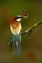 Summer colour. Summer colour bird in flowers. European Bee-eater, Merops apiaster, beautiful bird sitting on the branch with butte