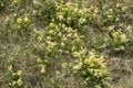 Summer is coming in natural meadow with cowslips