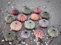 Sea urchin shells on wet sand beach, filtered image in black, white and red. Royalty Free Stock Photo