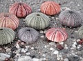 Sea urchin shells on wet sand beach, filtered image in black, white and red. Royalty Free Stock Photo