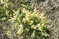 Summer is coming in natural meadow with cowslips