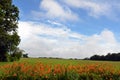 During summer common orange daylily grow alongside roadways in New York State. Royalty Free Stock Photo