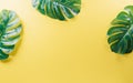 Summer composition background concept made from monstera leaf on yellow background Royalty Free Stock Photo