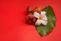 Summer composition. Beautiful rose apple and green leaf white flower isolated on bright red background. Royalty Free Stock Photo