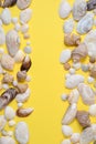 Summer composition.Flat lay, top view of various kinds seashells on yellow background. Royalty Free Stock Photo