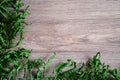 Summer composition. Frame of dry fern leaves on a wooden background.