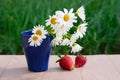 Summer composition with ripe strawberries and blue vase with chamomile flowers Royalty Free Stock Photo