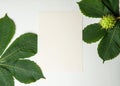 Summer composition. A sheet of white paper lies on the green leaves of a chestnut tree on a white background.