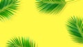Summer composition. Tropical palm leaves on yellow background. Summer