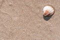 Summer concept background with seashells, shells on sand tropical sea beach. Design of summer vacation holiday concept Royalty Free Stock Photo