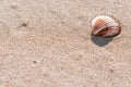 Summer concept background with seashells, shells on sand tropical sea beach. Design of summer vacation holiday concept Royalty Free Stock Photo
