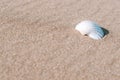 Summer concept background with seashells, shells on sand tropical sea beach. Design of summer vacation holiday concept. Royalty Free Stock Photo