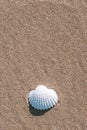 Summer concept background with seashells, shells on sand tropical sea beach. Design of summer vacation holiday concept. Royalty Free Stock Photo