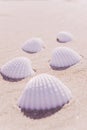 Summer concept background with seashells, shells on sand tropical sea beach. Design of summer vacation holiday concept. Royalty Free Stock Photo