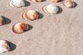 Summer concept background with seashells, shells on sand tropical sea beach. Design of summer vacation holiday concept. Royalty Free Stock Photo