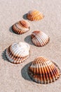 Summer concept background with seashells, shells on sand tropical sea beach. Design of summer vacation holiday concept. Royalty Free Stock Photo
