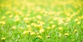 Summer concept. Long banner Yellow defocus background. sunny day. Blurred background of dandelion field. Meadow of bright yellow Royalty Free Stock Photo