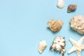 Summer concept, marine background. Different seashells and starfish on pastel blue background. Top view, flat lay, copy space. Sea Royalty Free Stock Photo