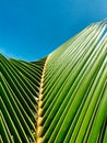 Summer concept. Palm leaf close up. Clear blue sky in the background for inserting text or logo Royalty Free Stock Photo