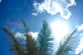 Summer Concept. Palm tree branches and sunbeam Royalty Free Stock Photo
