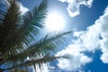 Summer Concept. Palm tree branches and sunbeam Royalty Free Stock Photo