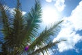 Summer Concept. Palm tree branches and sunbeam Royalty Free Stock Photo