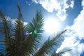 Summer Concept. Palm tree branches and sunbeam Royalty Free Stock Photo